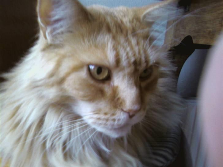 Maine Coon Otto, DKRL Hefaistos billede 2