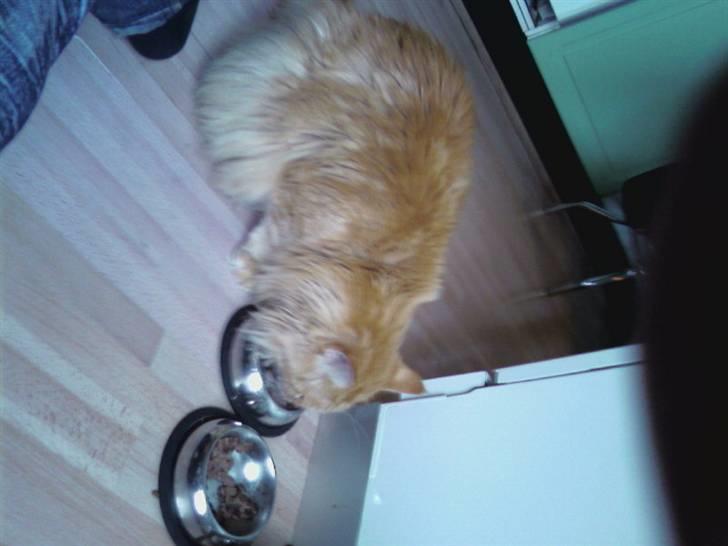 Maine Coon Otto, DKRL Hefaistos billede 3