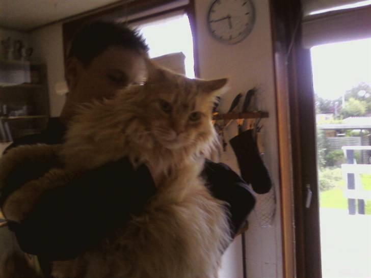 Maine Coon Otto, DKRL Hefaistos billede 4