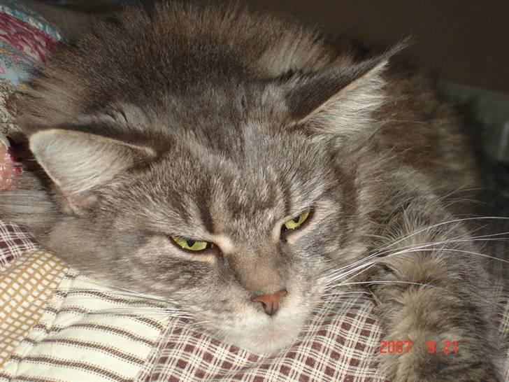 Maine Coon Anella  - Sidste nye billede taget sept 07 billede 12