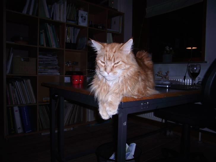 Maine Coon Otto, DKRL Hefaistos billede 5