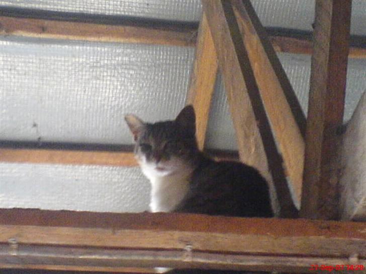 Huskat VRCL's Super Oskar *RIP* - Oskar på TAget billede 4