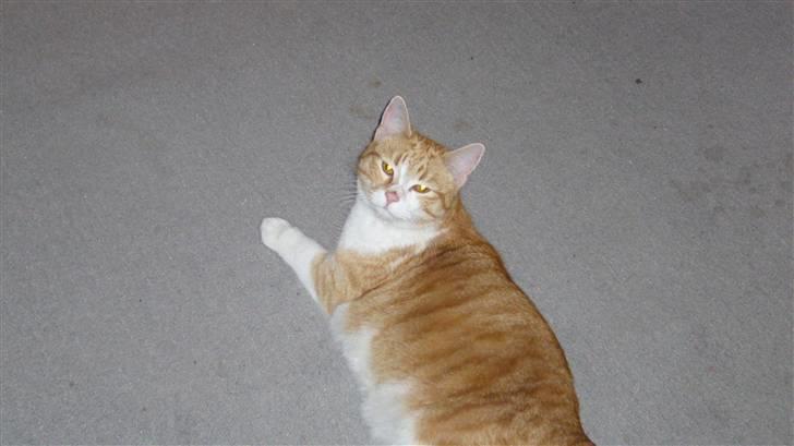 Huskat Oliver/Olde. billede 1