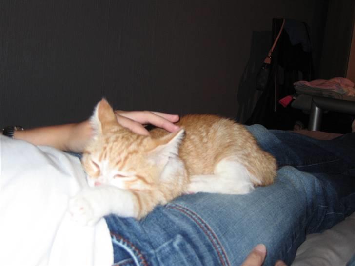 Huskat Oliver/Olde. billede 2