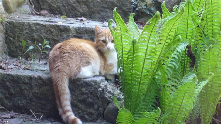 Huskat Oliver/Olde. - Tit tit. billede 3