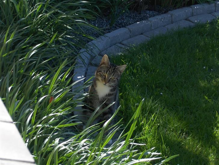 Blanding af racer Valentin ( Valle ) billede 1