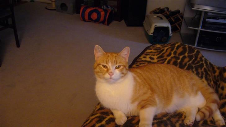 Huskat Oliver/Olde. billede 4