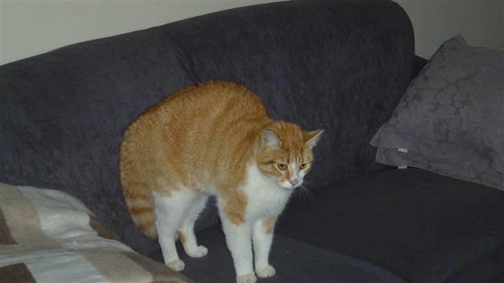 Huskat Oliver/Olde. - Olivers første møde med en hund indenfor. billede 5