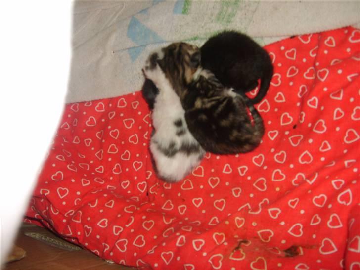 Blanding af racer olympia  billede 12