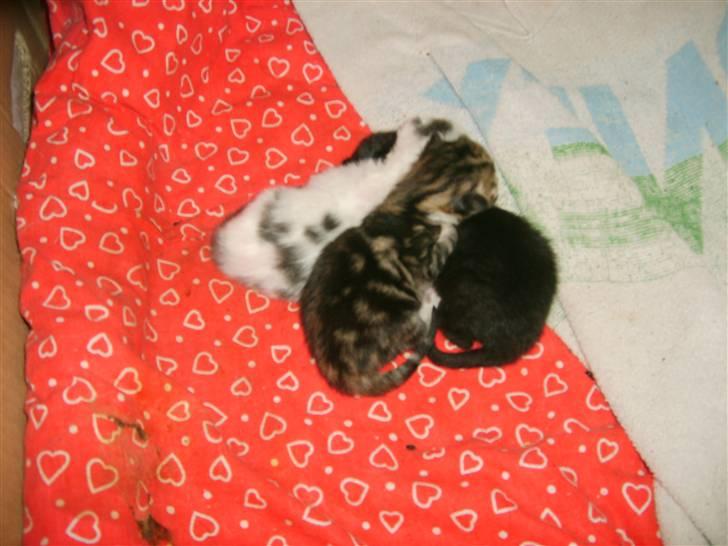 Blanding af racer olympia  billede 13