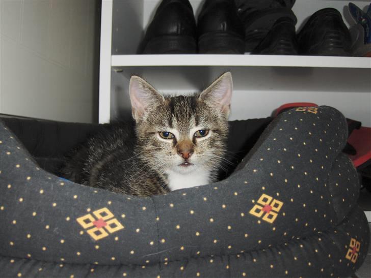 Blanding af racer Valentin ( Valle ) billede 2