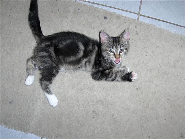 Blanding af racer Valentin ( Valle ) billede 3