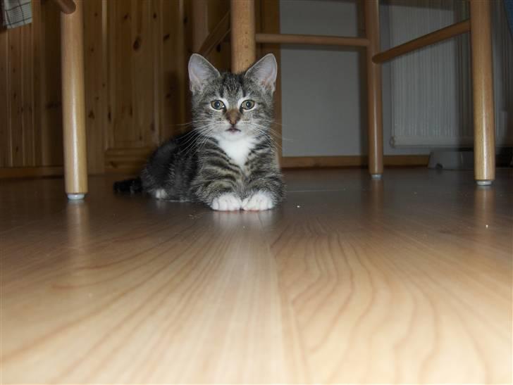 Blanding af racer Valentin ( Valle ) billede 4