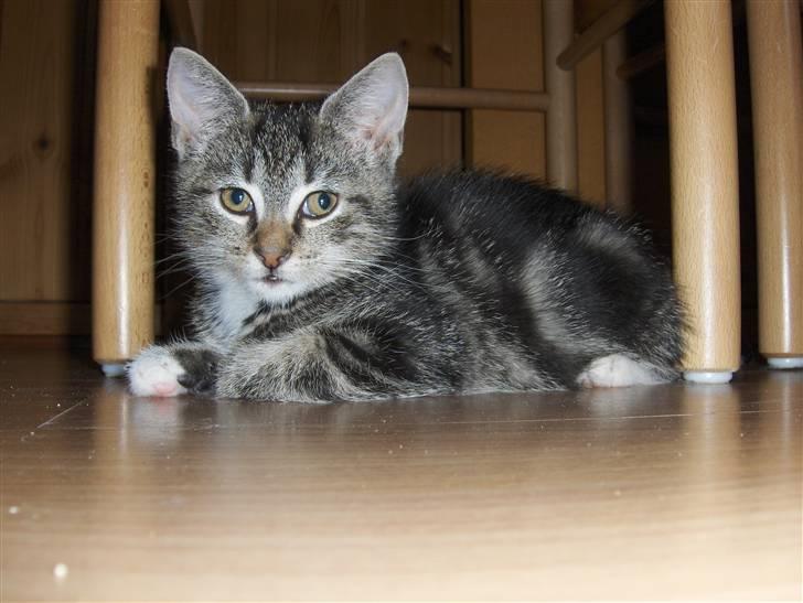 Blanding af racer Valentin ( Valle ) billede 5