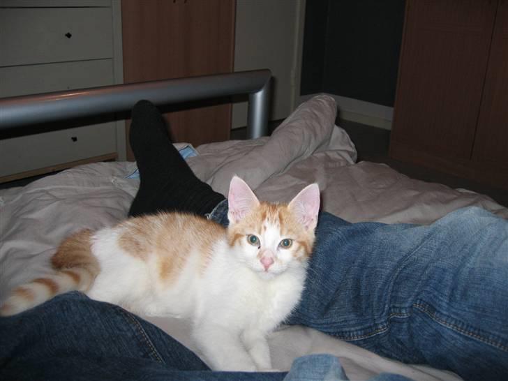 Huskat Basse. R.I.P. - Basse som killing. billede 1