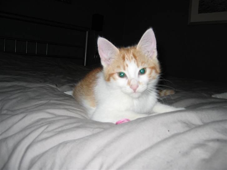 Huskat Basse. R.I.P. - Ørerne passer bedre til kroppen nu. billede 3