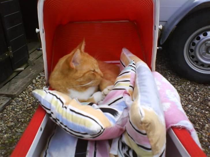 Huskat Sofus - Livet i en dukkevogn billede 13