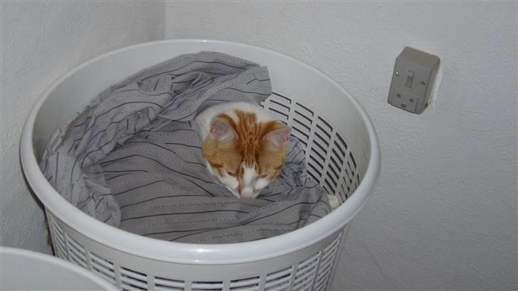 Huskat Basse. R.I.P. - Godnat Basse. billede 4