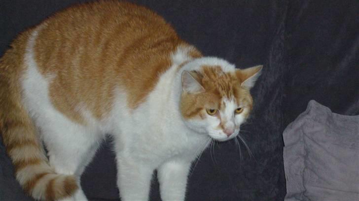 Huskat Basse. R.I.P. - Basses første møde med en hund indendørs. billede 5