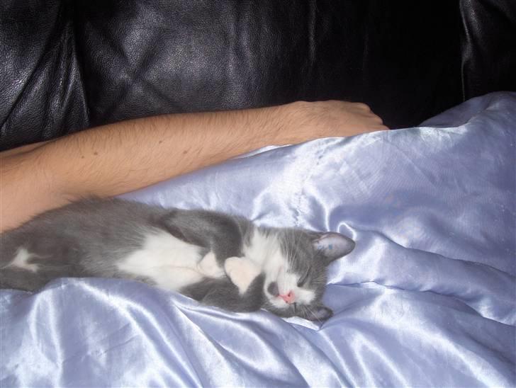 Huskat Pjevs billede 13