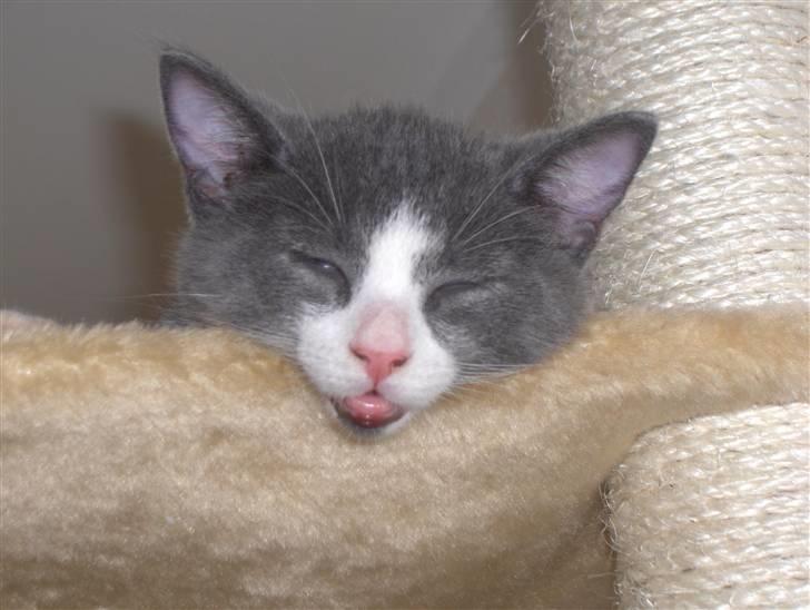 Huskat Pjevs billede 14