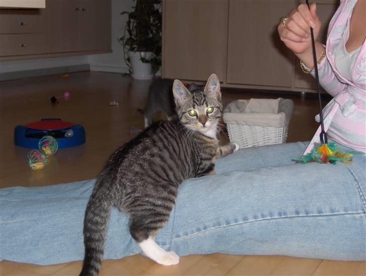 Huskat Tiger billede 8