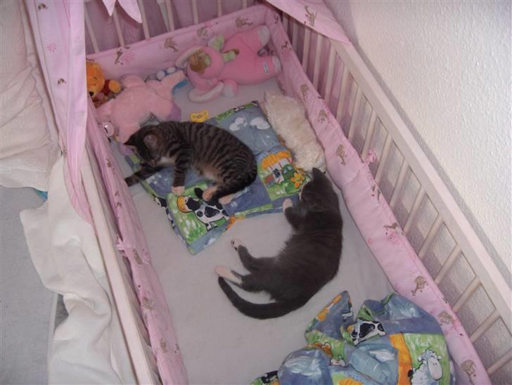 Huskat Tiger billede 9