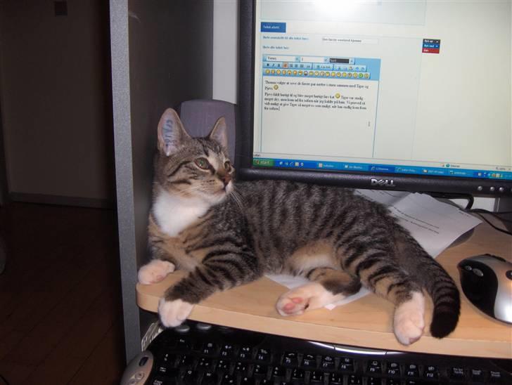 Huskat Tiger billede 10