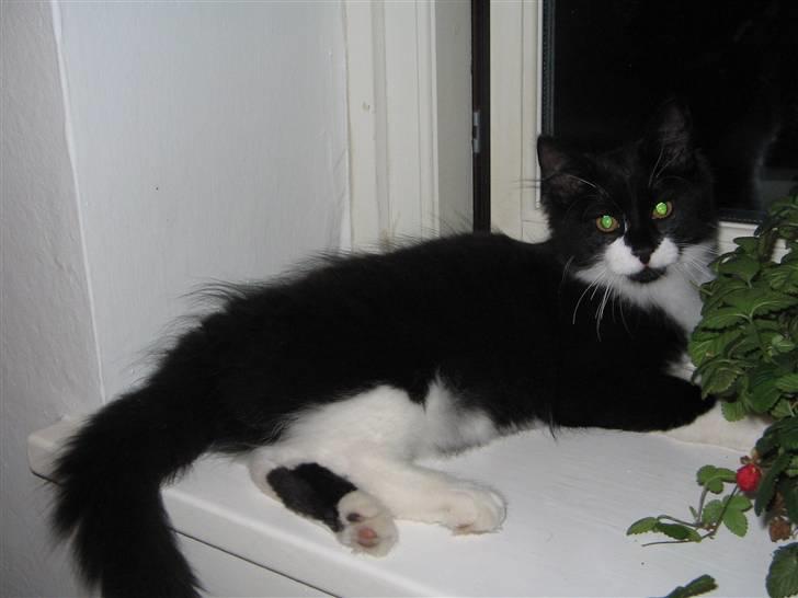 Blanding af racer Frank billede 3