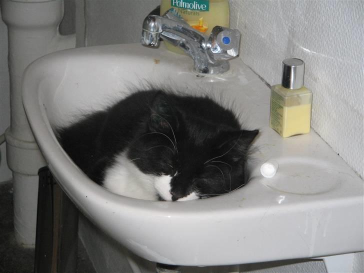 Blanding af racer Frank - Jeg tager lige en lur i handvasken;) billede 4