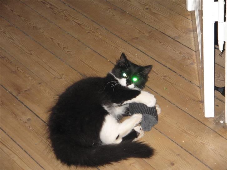 Blanding af racer Frank - Jeg har fanget er par sokker billede 5