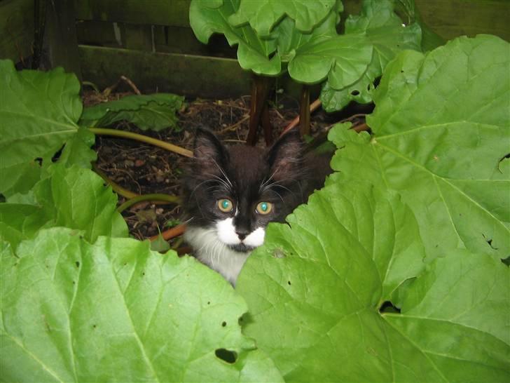 Blanding af racer Frank billede 6