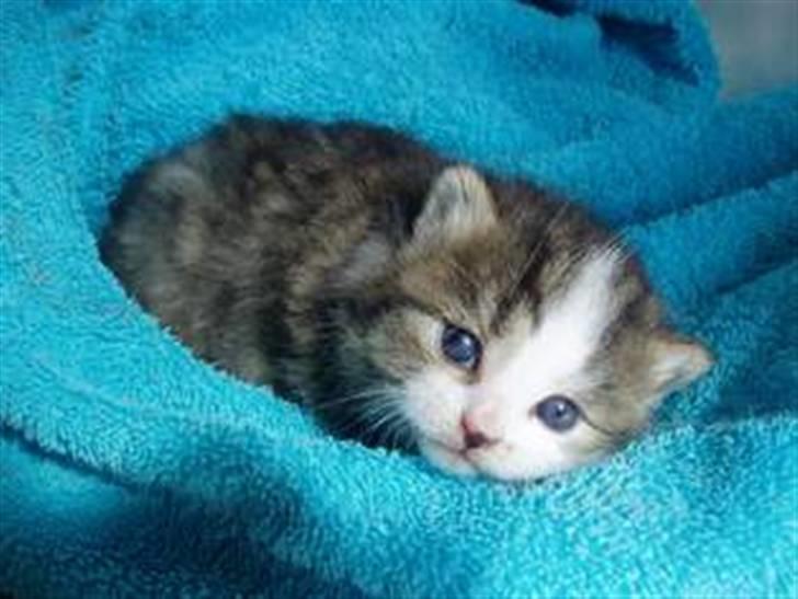 Huskat Buddie - Under 5 uger.. Man kan da kun elske ham .. <3 billede 4