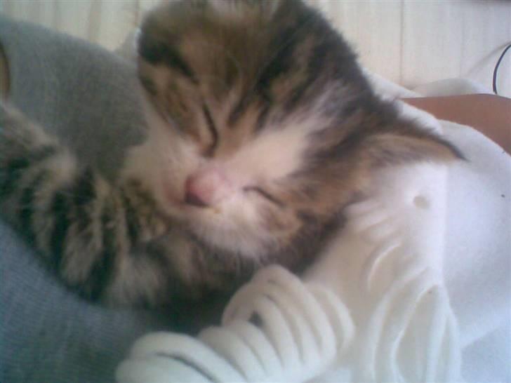 Huskat Buddie - Her ligger vi lige og putter sammen ..  billede 5