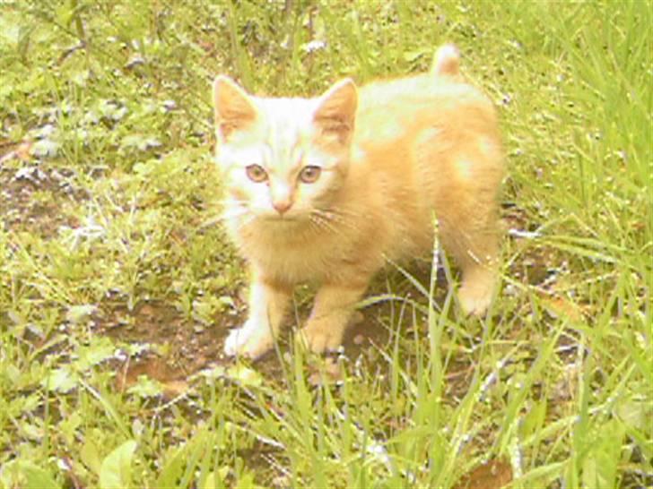 Huskat Anton billede 1