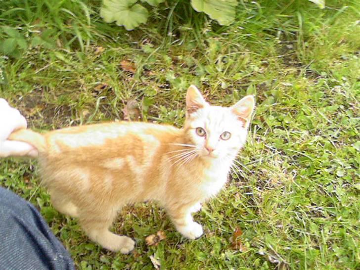 Huskat Anton billede 2