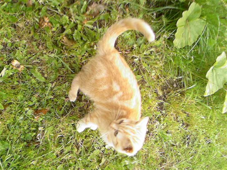 Huskat Anton billede 3