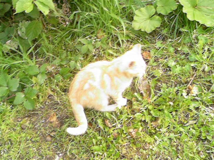 Huskat Anton billede 4