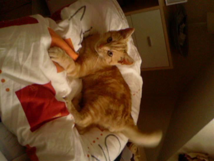 Huskat Anton billede 5