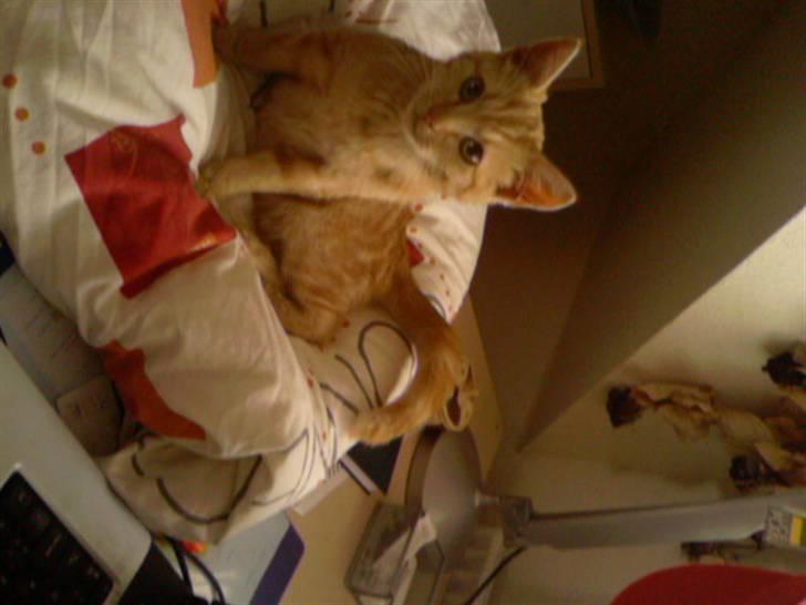 Huskat Anton billede 6