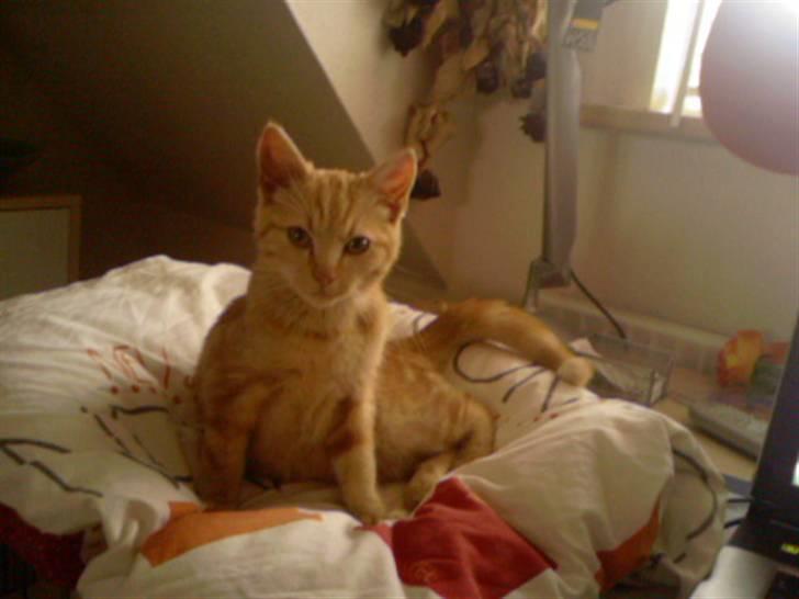 Huskat Anton billede 7