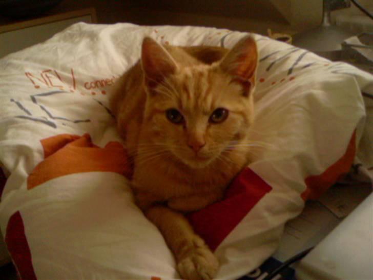 Huskat Anton billede 8