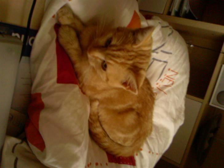 Huskat Anton billede 9