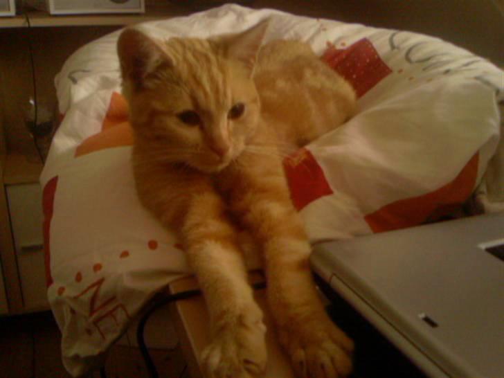 Huskat Anton billede 10