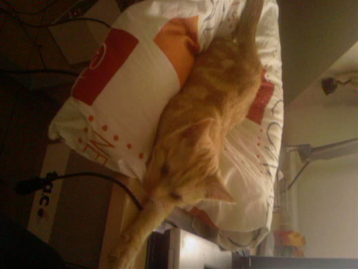 Huskat Anton billede 11