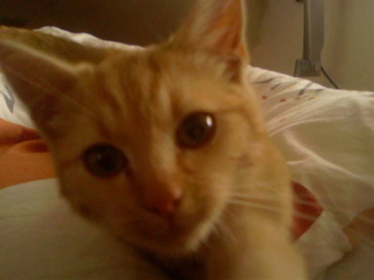 Huskat Anton billede 12