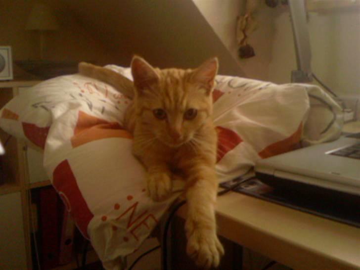 Huskat Anton billede 13