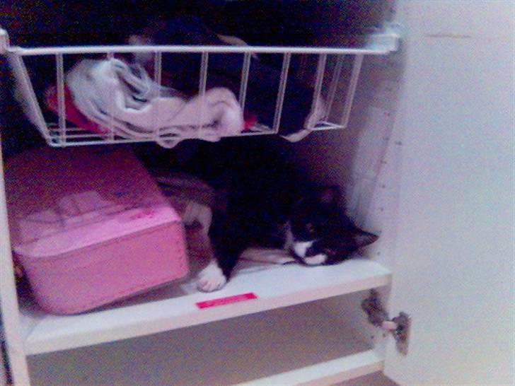 Huskat Cleo billede 15