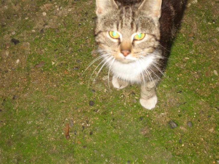 Huskat • Simon Tøzen • billede 2