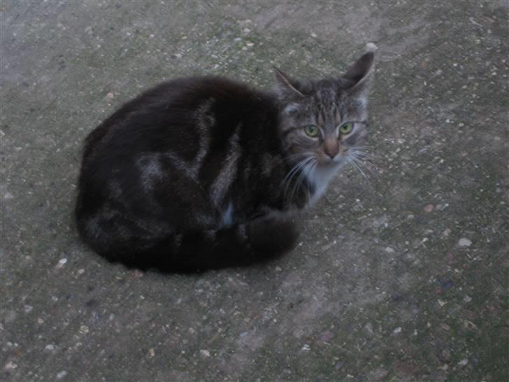 Huskat • Simon Tøzen • billede 3